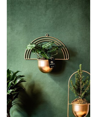 Silver Monstera Duvar Saksılı